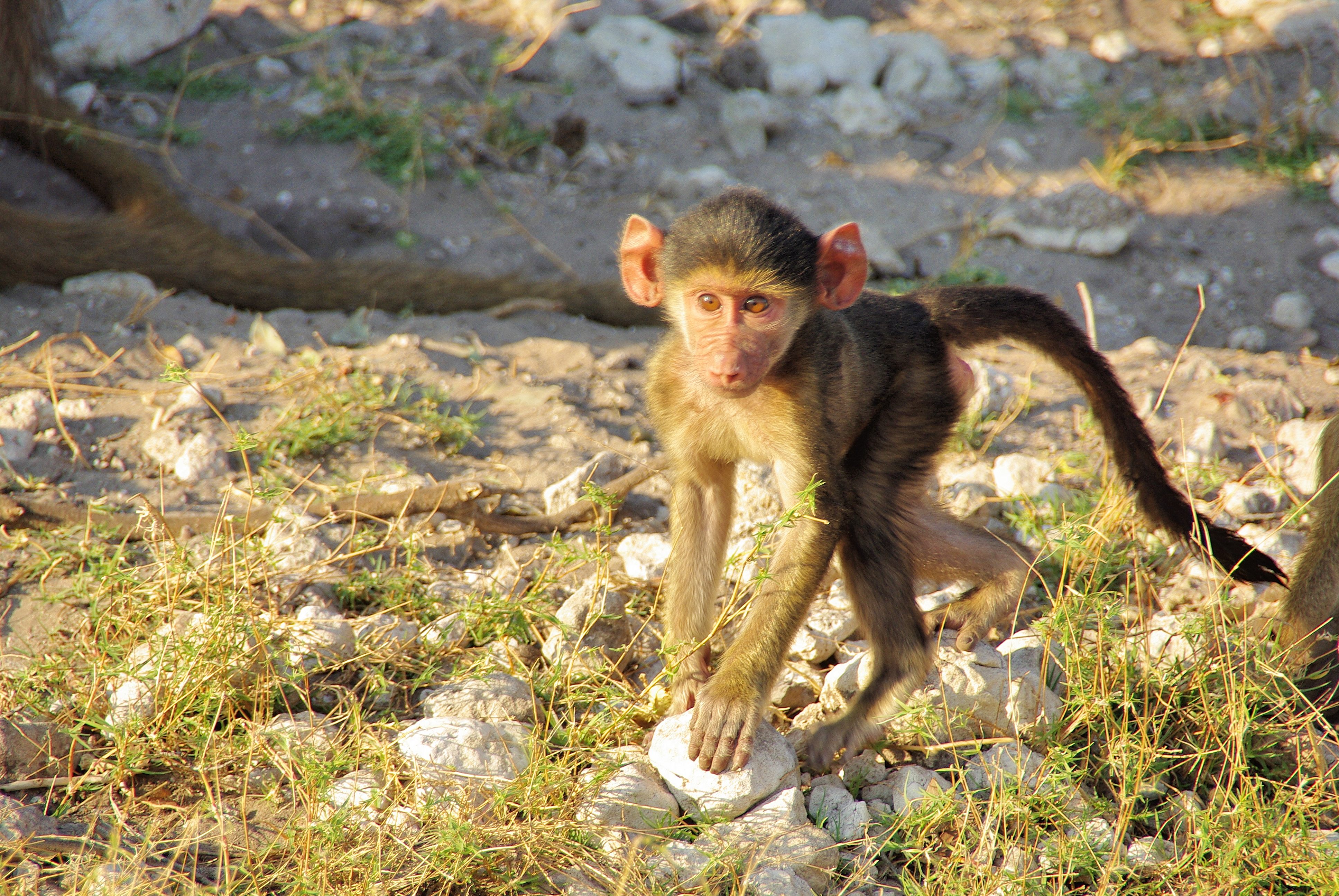 Babouin Chacma juvénile (Chacma baboon, Papio ursinus), Shinde, Delta de l'Okavango, Botswana.